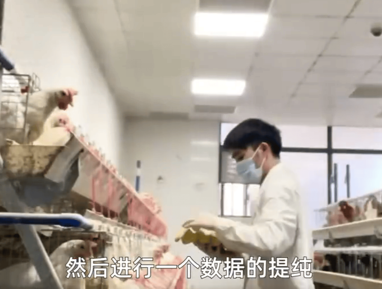 从猪圈守护者到熊猫园爱心使者：大学生养4年猪后当上实习熊猫饲养员  第2张